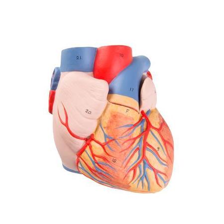 3B SCIENTIFIC G15: Replacement Heart 1017297